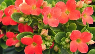 Kalanchoe for the treatment of chronic prostatitis
