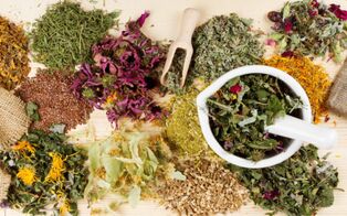 Each plant has its own list of contraindications.